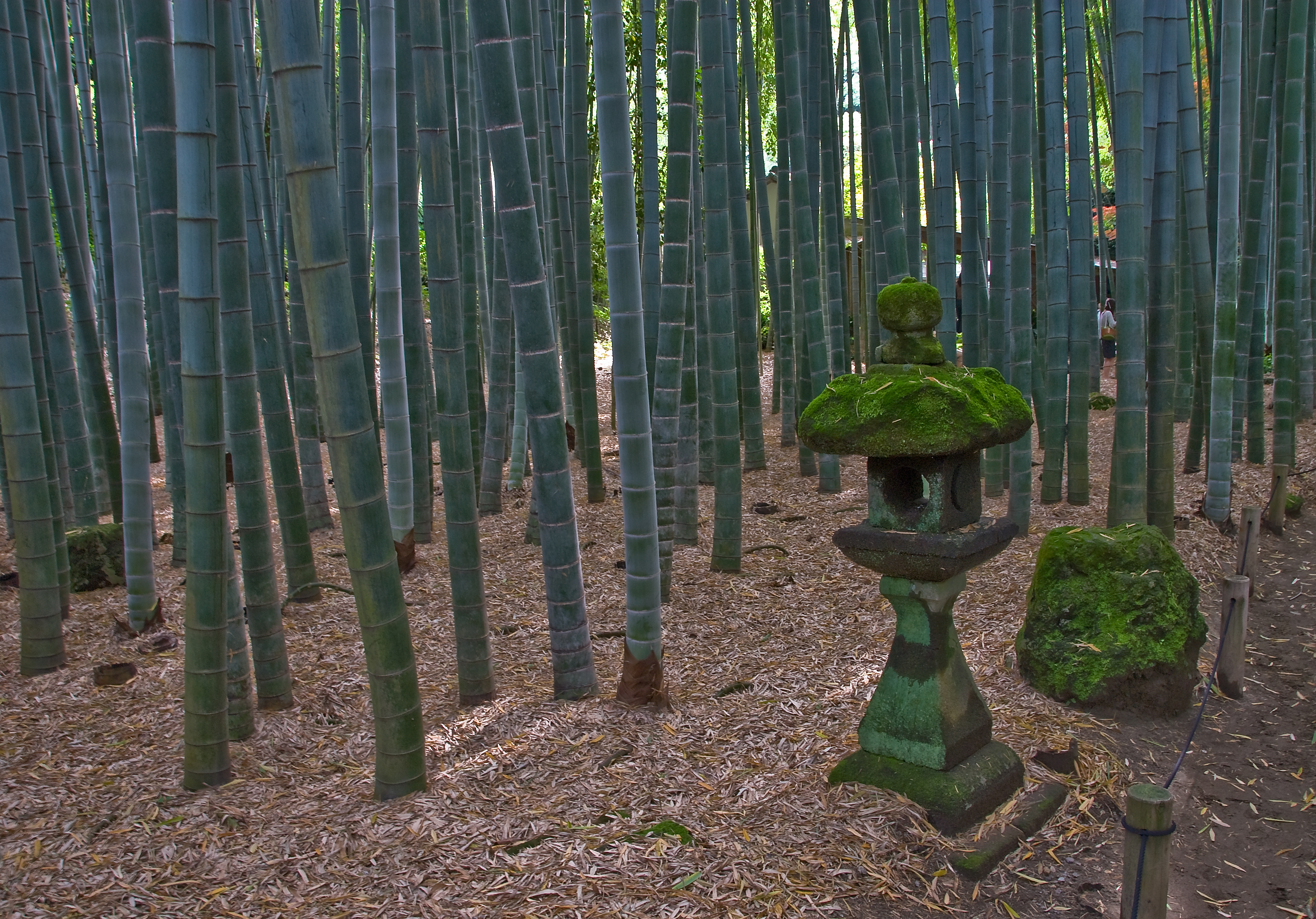 報国寺 ― 聴く竹の庭