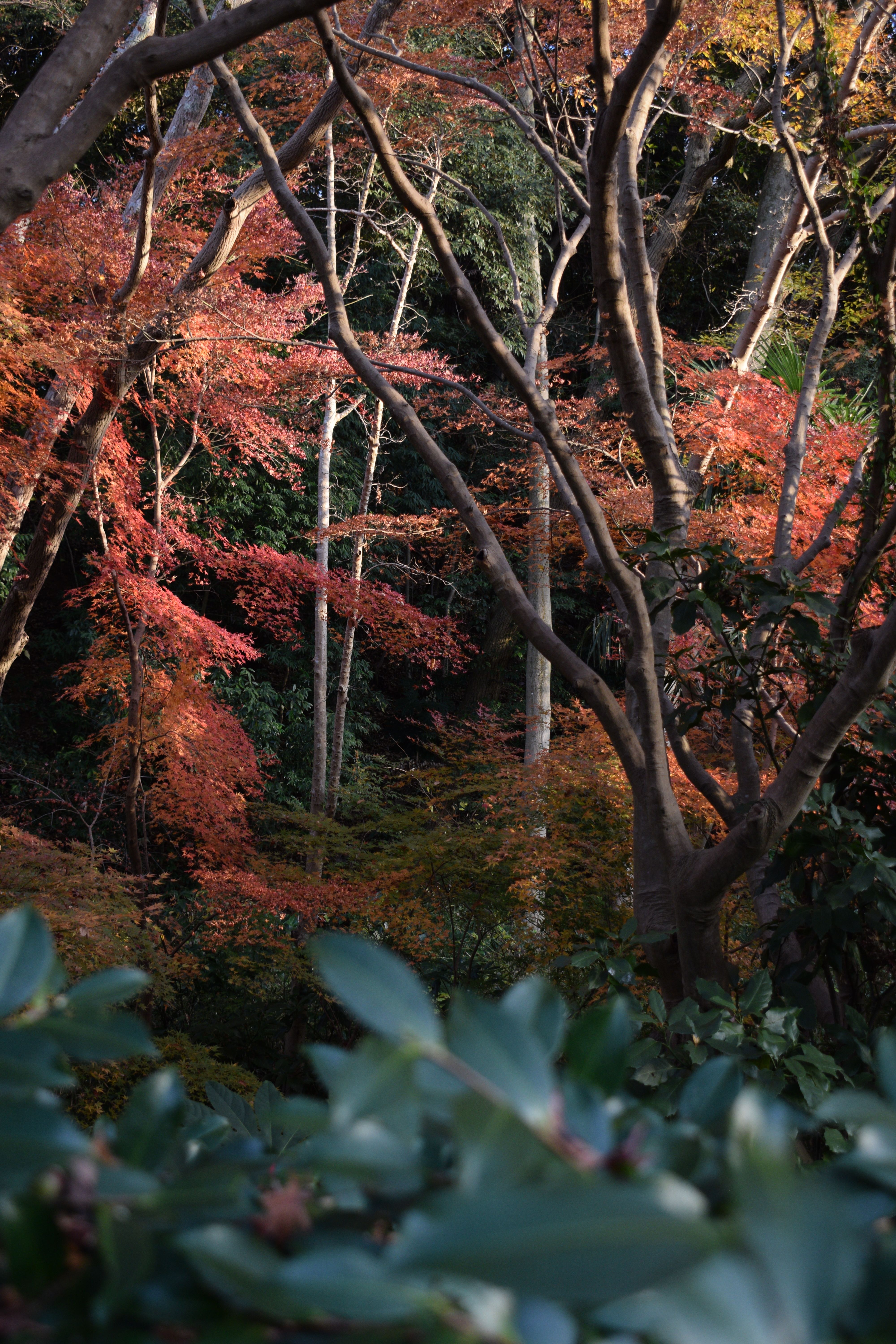 秋の紅葉：ウルシやエノキの彩り