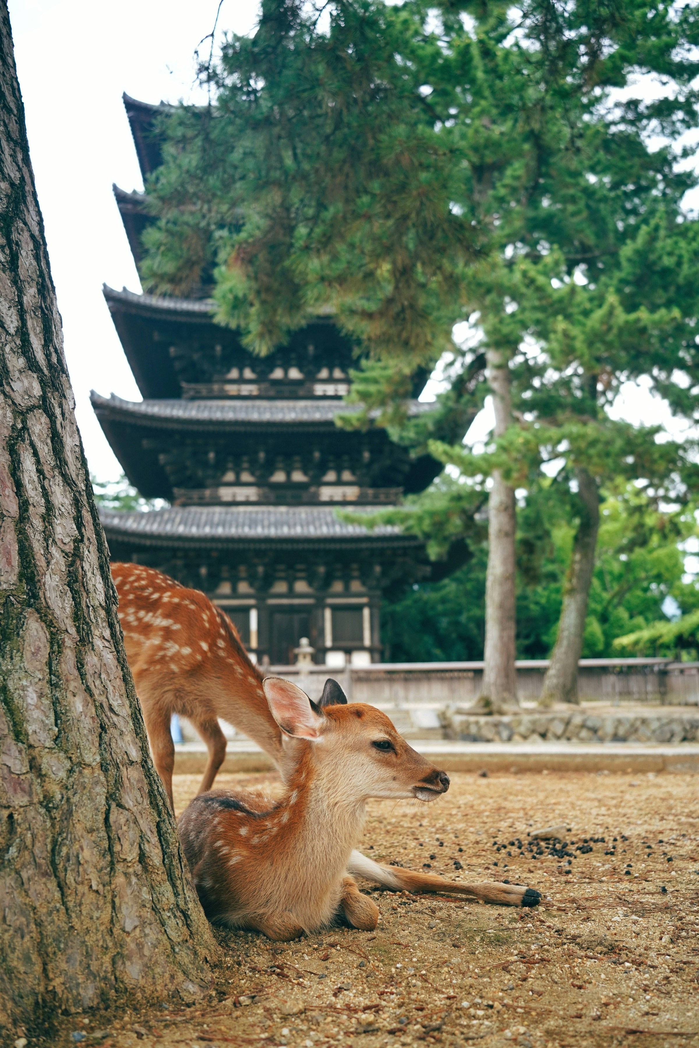 Nara