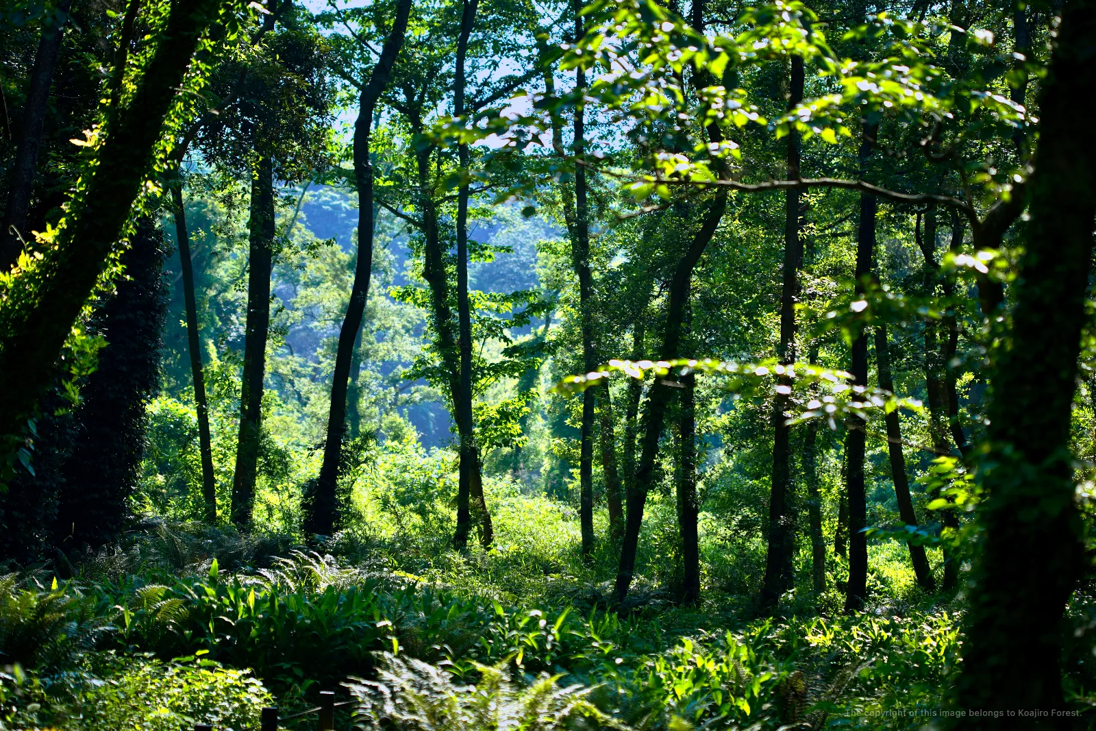 Bienvenidos al Bosque de Koajiro