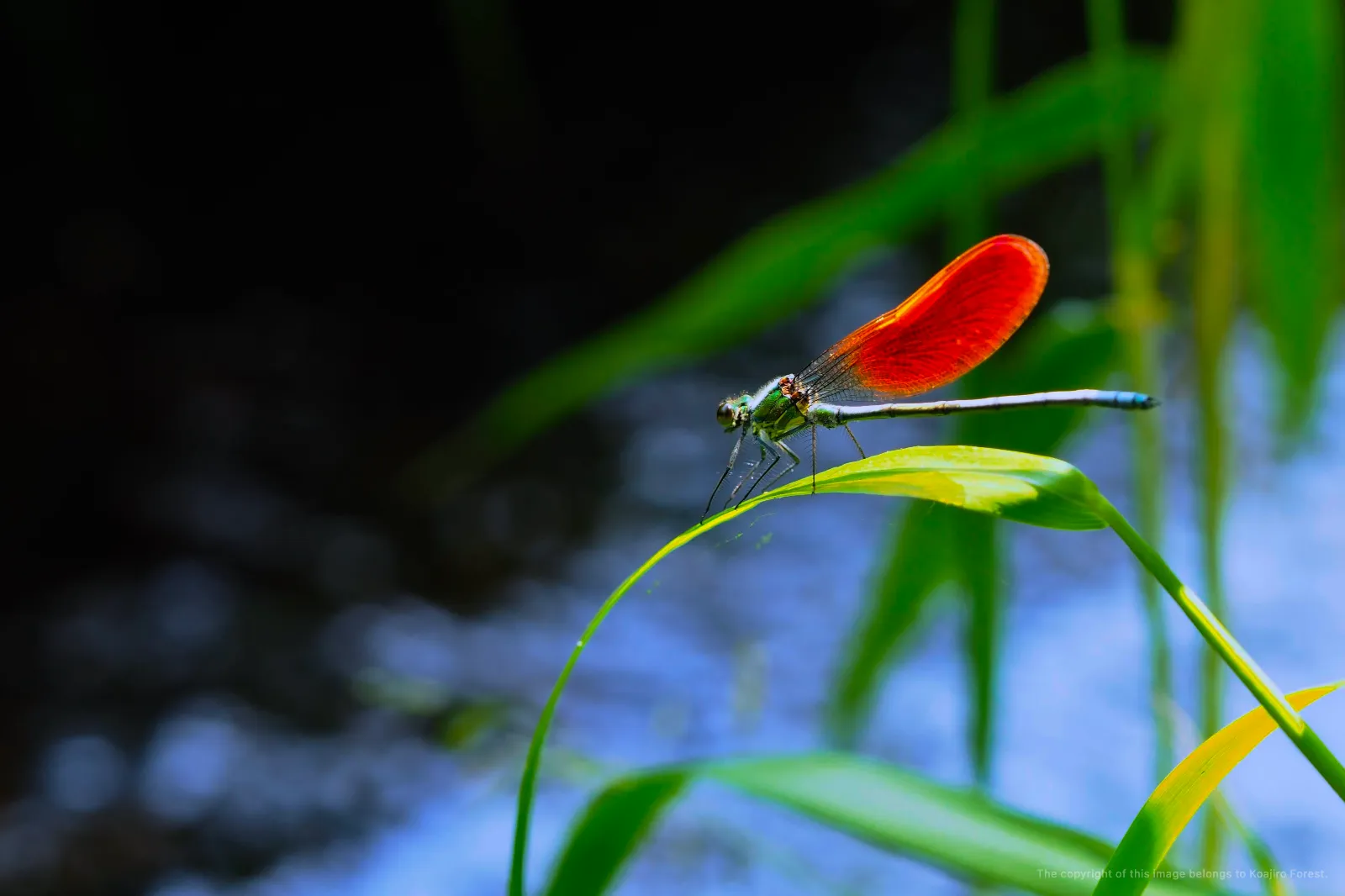 La danza de mariposas y libélulas